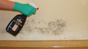 Ako odstrániť huby zo stien?